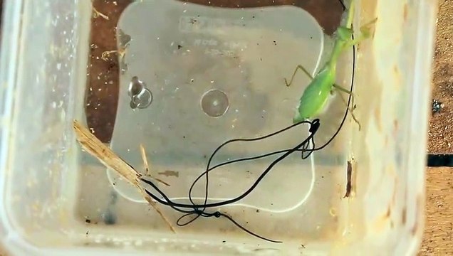 Ce qui sort du corps de cette mante religieuse est terrifiant... parasite géant