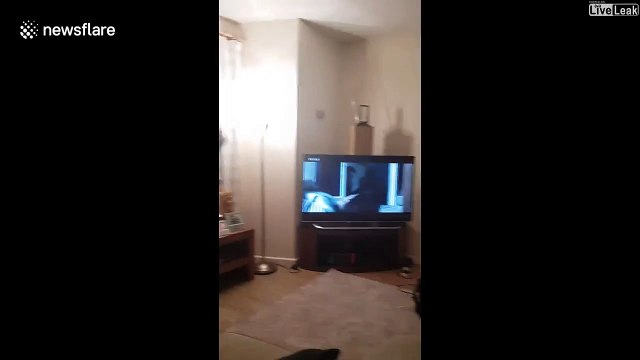 Un couple en panique à cause d'une chauve-souris piégée dans leur appartement