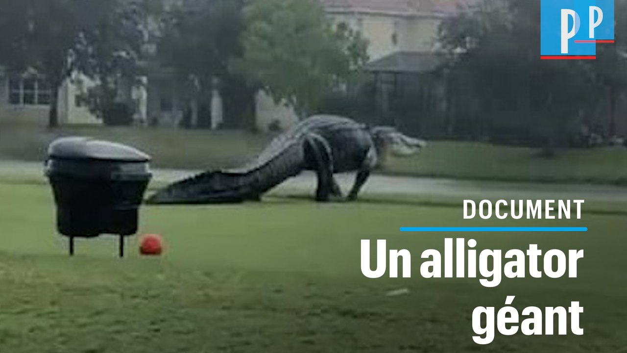 Floride : un énorme alligator se balade sur un terrain de golf