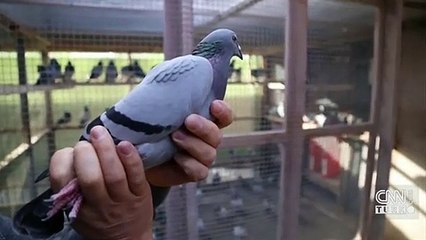 1.5 milyon dolarlık güvercine yakından bakın	| Video