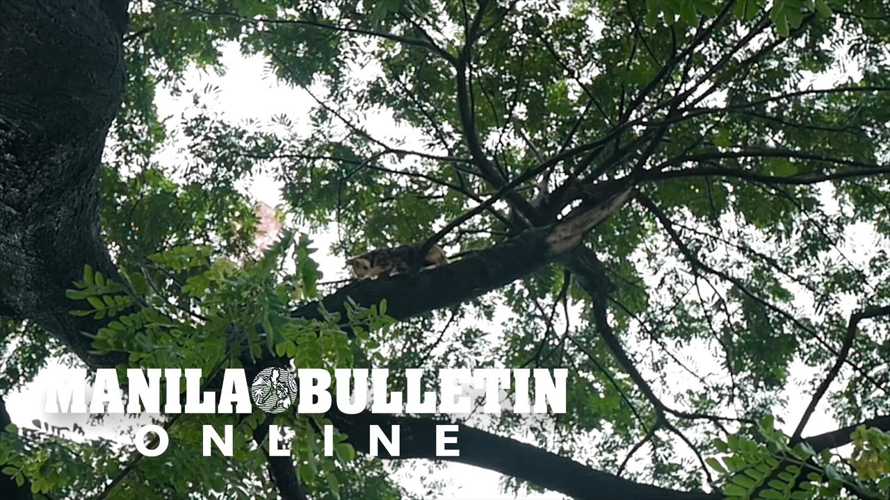 Persistence pays off for veteran lensman who loses cat, launches rescue mission during ‘Ulysses’