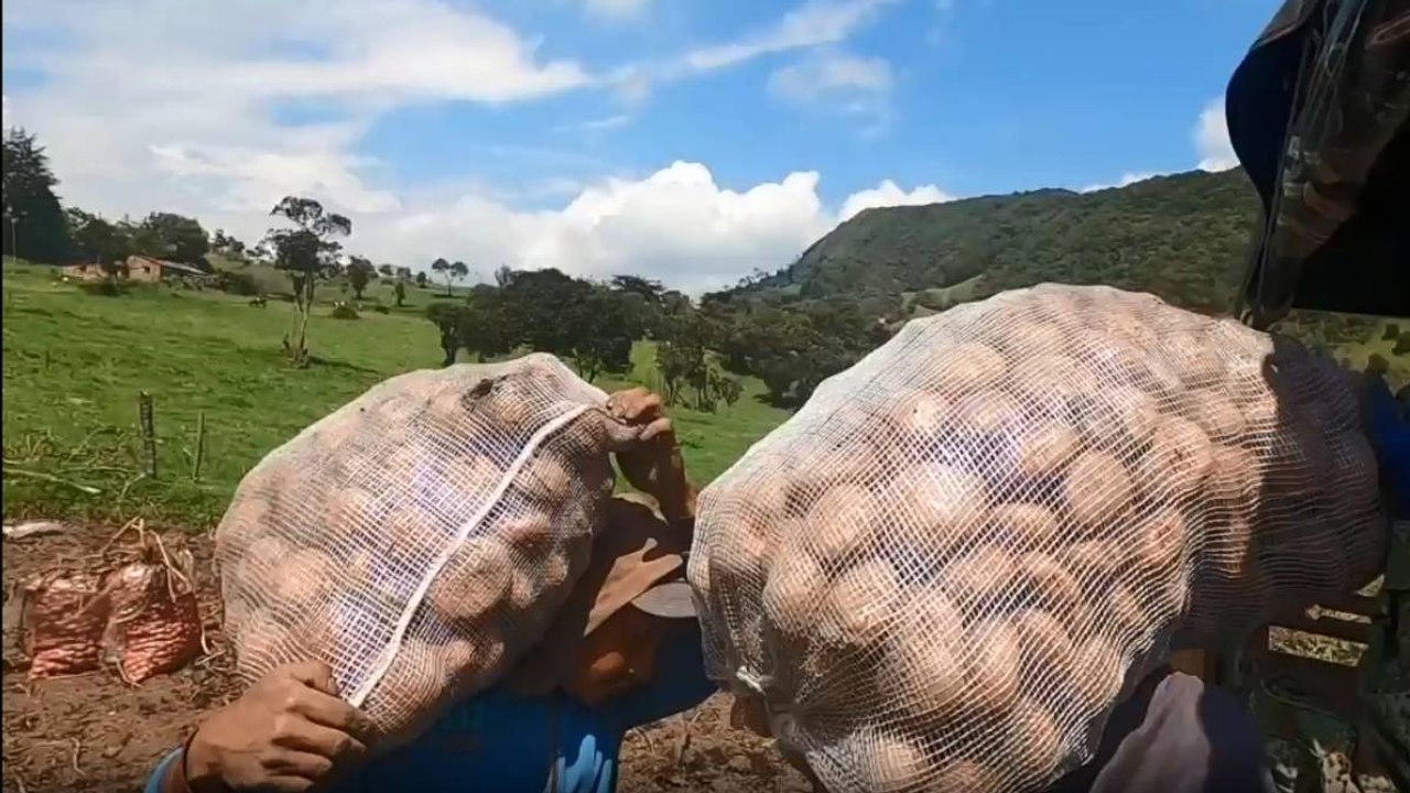 Ante la crisis de los paperos en Cauca y otras regiones Gobierno confirma ayuda