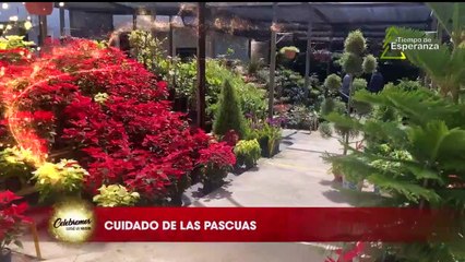 Celebremos Llego la Navidad - 13 de Noviembre