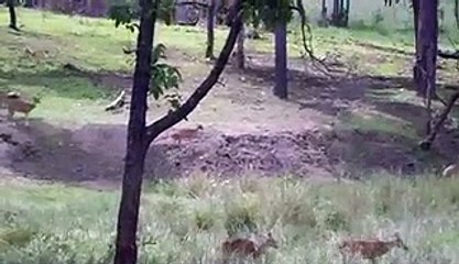 kanha-national-park