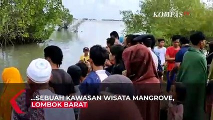 Penampakan Hiu Paus Nyasar di Kawasan Wisata Mangrove Sekotong, Lombok