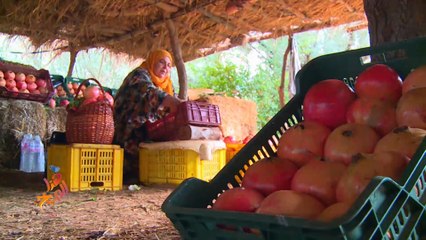 تونس.. موسم جني ثمرة الرمان