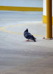 Pegon Walking Mood Activated, Disable Flying Mood