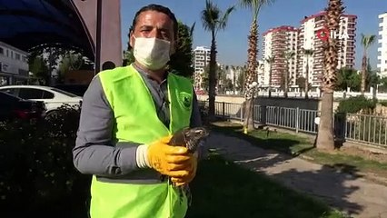 Tedavisinin ardından salınan atmacaya kargalar saldırdı