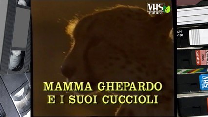 MAMMA GHEPARDO E I SUOI CUCCIOLI