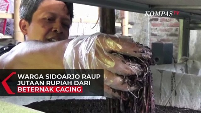 Warga Sidoarjo Raup Jutaan Rupiah dari Beternak Cacing