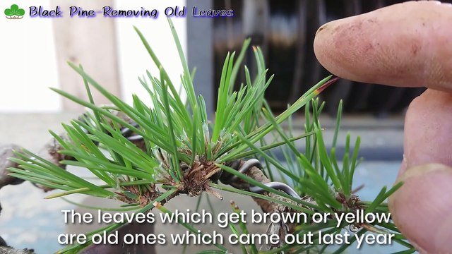 秋の黒松盆栽の手入れ　古葉落とし　Fall small bonsai - Removing old leaves_20201025