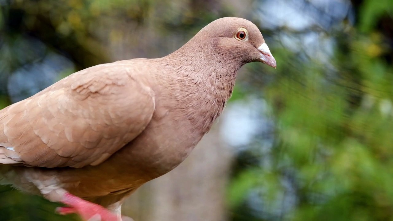 Bird Close Up