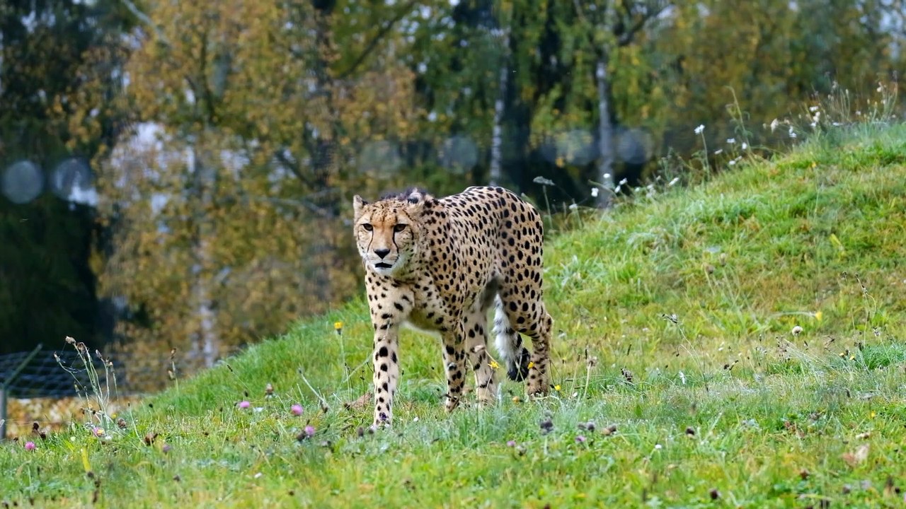 Cheetah Close Up