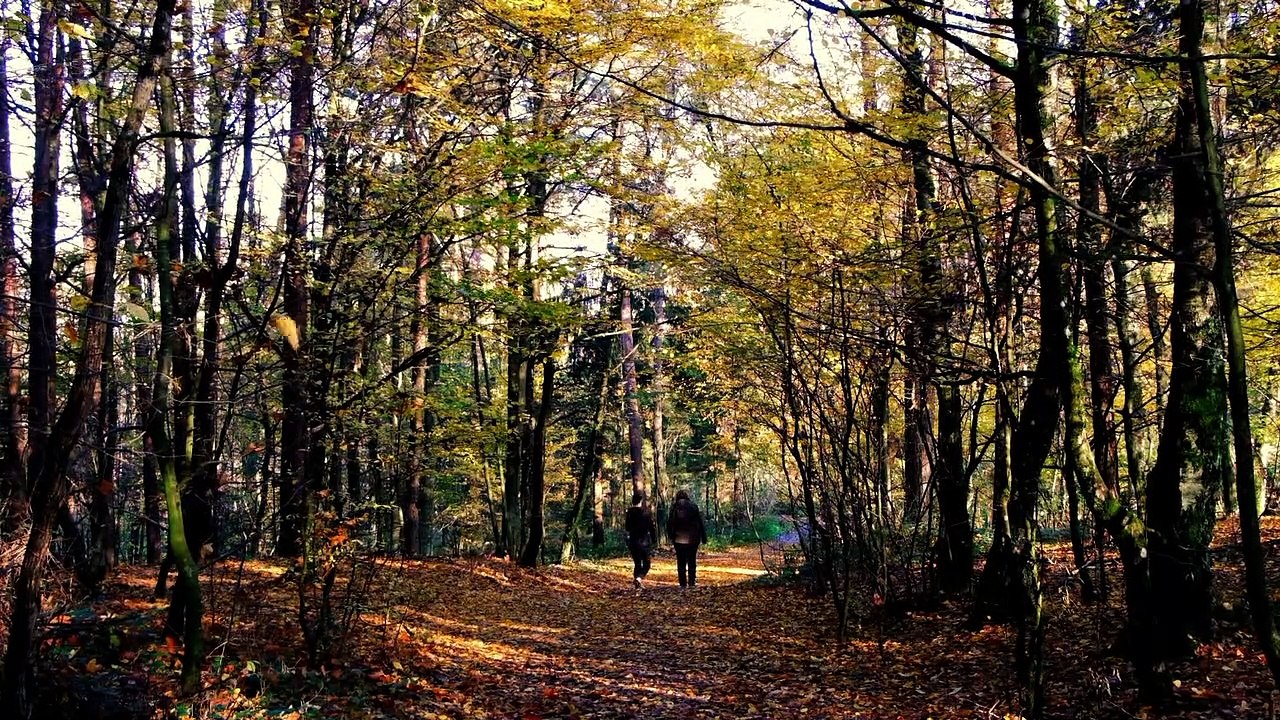 Walking  In Jungle
