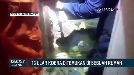 Geger 13 Ular Kobra Ditemukan di Bekasi, Ada yang Panjangnya 2 Meter