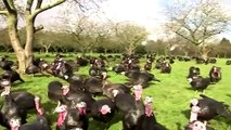 The challenge to get Christmas turkeys on tables