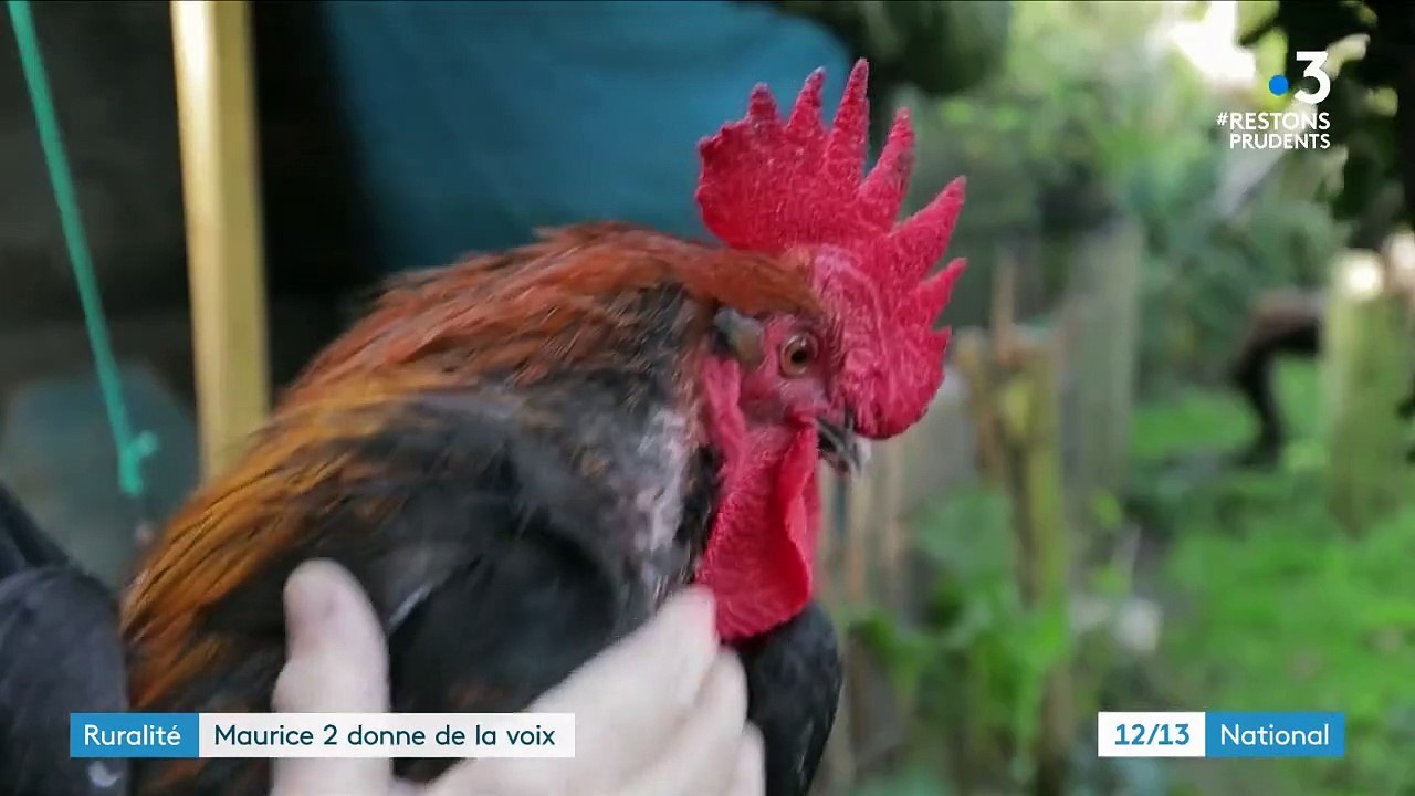 Charente-Maritime : le coq Maurice II a remplacé Maurice, icône de la défense de la ruralité