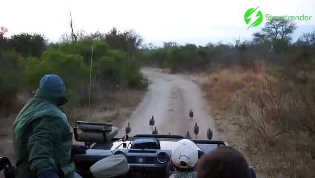 Ces touristes ne s'attendent pas à ce qui va se passer... un léopard venu de nulle part bondit pour attraper un oiseau