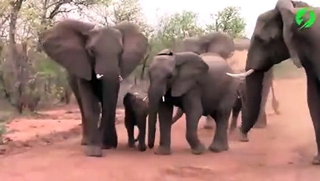 Des touristes se retrouvent face à un troupeau d'éléphants en colère... flippant