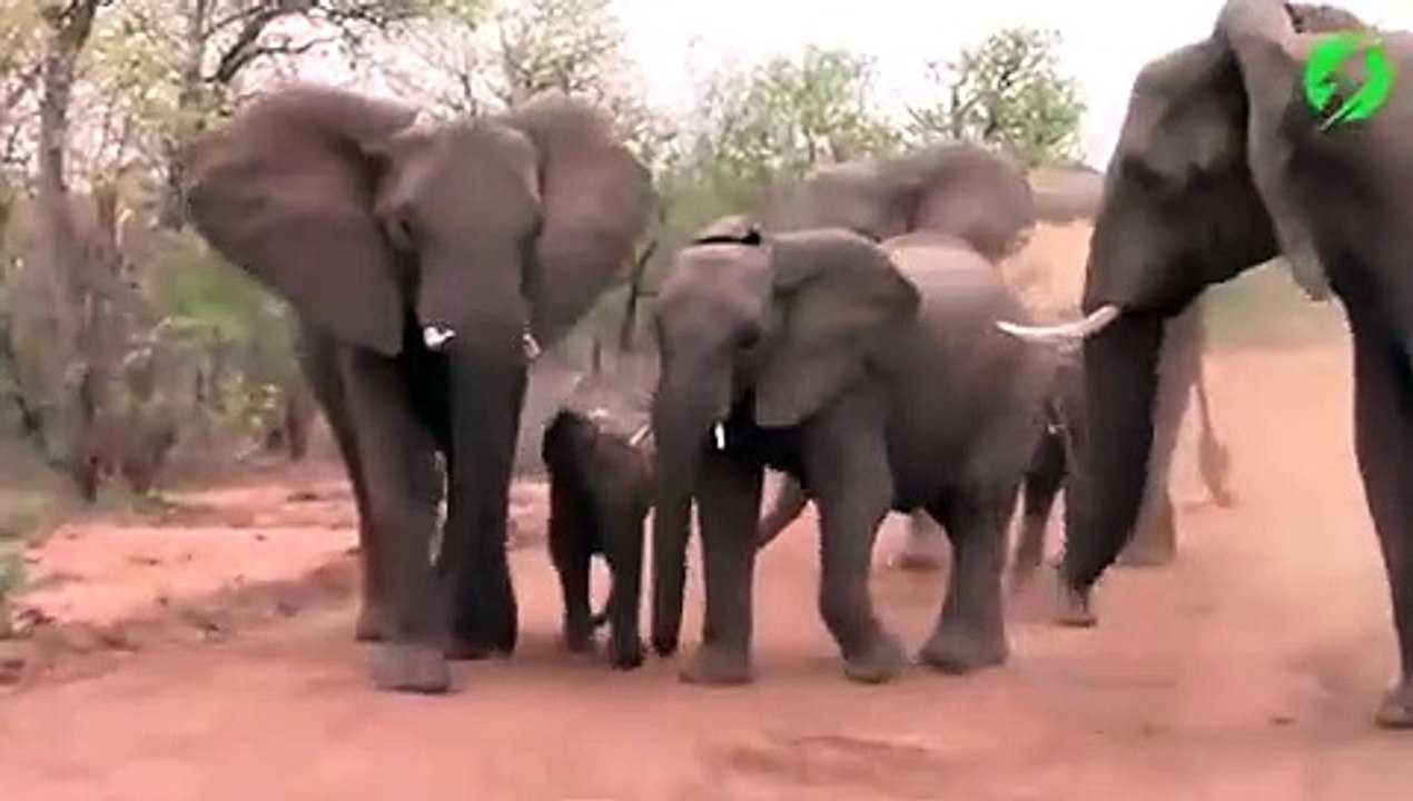 Des touristes se retrouvent face à un troupeau d'éléphants en colère... flippant