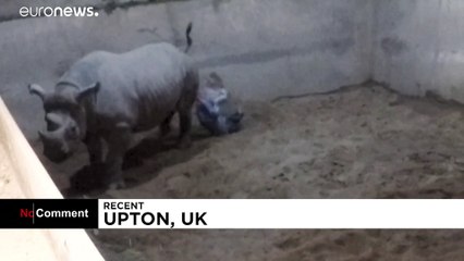 Un raro rinoceronte nace en cautiverio