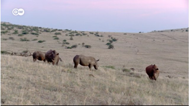 tn7-Kenia-una-reserva-para-el-rinoceronte-negro-en-peligro-de-extinción-141120
