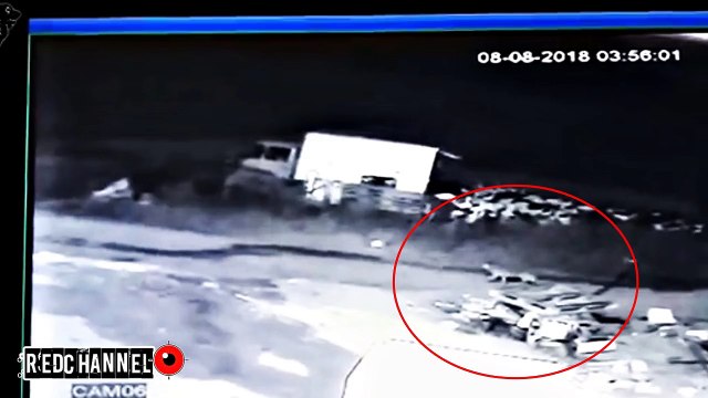 Lobo Solitario contra un Kangal Encuentro Epico_ Wolf vs Kangal _ Lobo vs Kangal