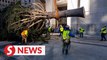 Christmas tree arrives at NYC's Rockefeller Center