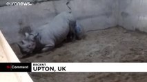 شاهد: حديقة حيوان بريطانية تحتفل بميلاد وحيد قرن نادر