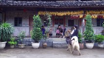 火腿_云南菜的灵魂【滇西小哥】Ham_The Soul of Yunnan Cuisine [Little Brother in West Yunnan]