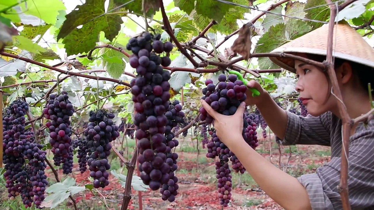 立冬了_生点儿火_烤点儿肉_喝点儿酒【滇西小哥】It's Lidong_Grow a little fire_Roast some meat_Drink some wine