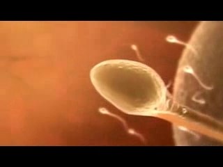 fécondation romantique