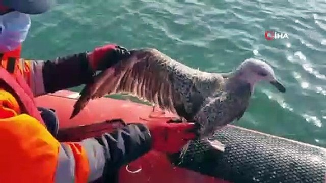 Ağa takılan martıyı sahil güvenlik ekipleri kurtardı