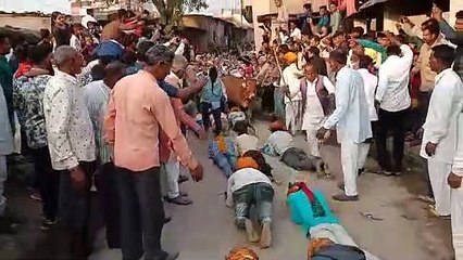 परंपरा के नाम पर मौत का खेल, मंन्नत पूरी होने पर लेटते गायो के नीचे