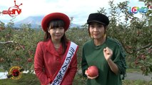 Liêu Hà Trinh tròn xoe mắt với trang trại trồng loại táo lớn nhất thế giới cùng hoa hậu táo Aomori