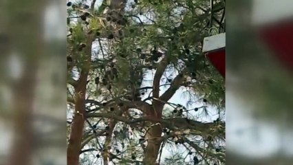 Kanadına misina dolanan gri balıkçıl kuşu itfaiye ekiplerince kurtarıldı - MERSİN