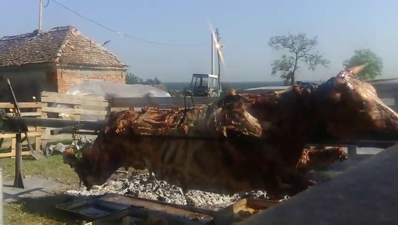 A whole roasted bull 503 kg food