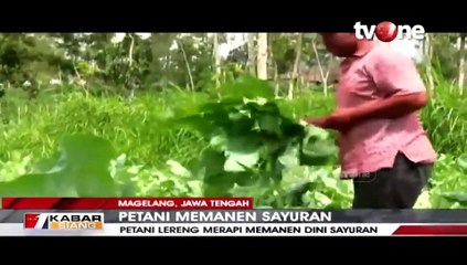Petani di Lereng Merapi Panen Sayuran Lebih Dini