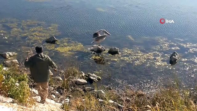 Beyşehir Gölü’nü mesken tutan pelikan ilgi odağı oldu