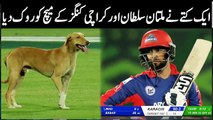 How a dog entered in a bio secure bubble | HBL PSL 2020 | cricket psl