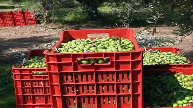 Η απάντηση των ελαιοπαραγωγών στην Παπαευαγγέλου. «Το μάζεμα της ελιάς δεν έχει ξεκινήσει. Ούτε ένας αγρότης δεν έχει βρεθεί θετικός»