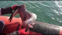Ağa takılan martıyı sahil güvenlik ekipleri kurtardı - ORDU