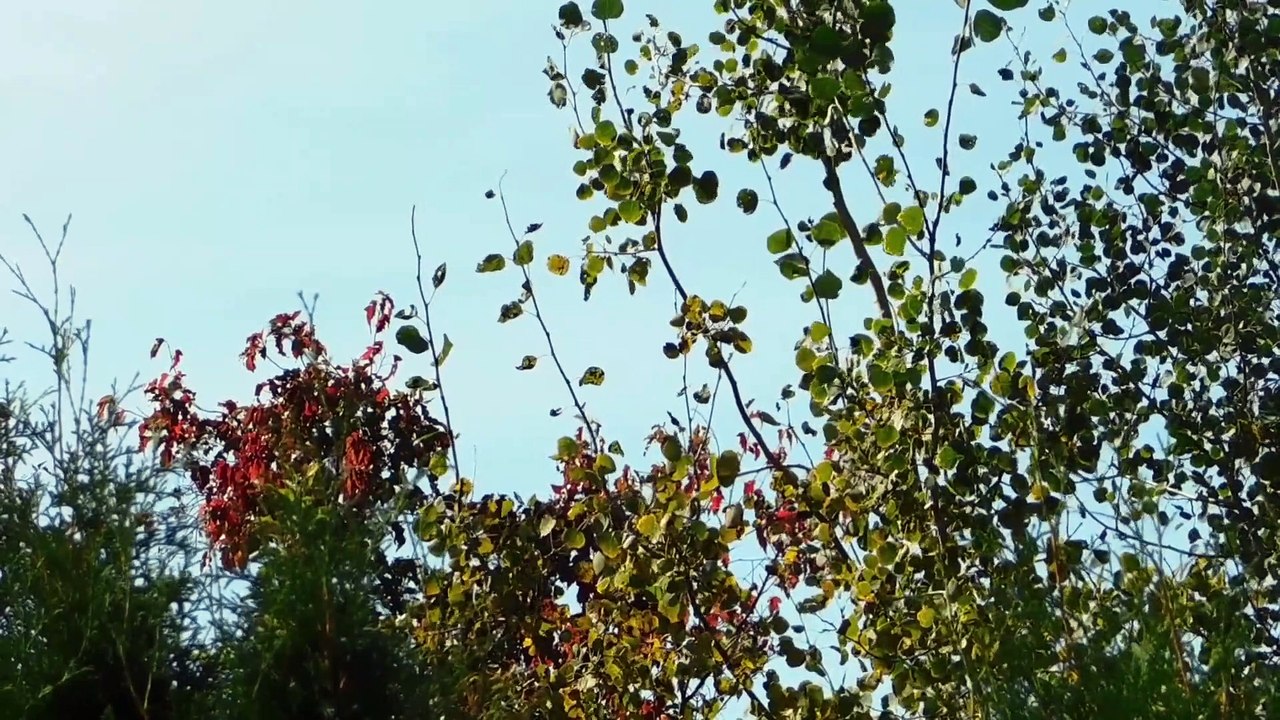 Gentle Breeze