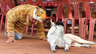 Tiger Head Fake Prank VS Dogs Funny Funny prankAngel Naga