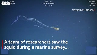 Bigfin squid spotted in Australia for first time - BBC News