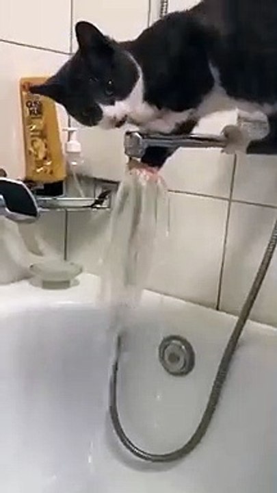 Chat vs Robinet de la baignoire