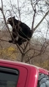 Bear Scratches Butt on Tree Top