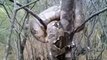 Il découvre un python emmêlé dans un arbre... Animal impressionnant