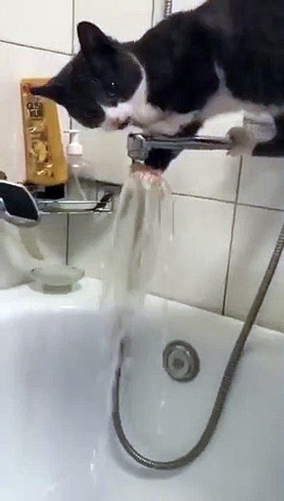 Ce chat va vite regretter d'avoir voulu boire au robinet