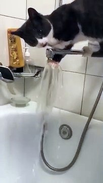 Ce chat va vite regretter d'avoir voulu boire au robinet